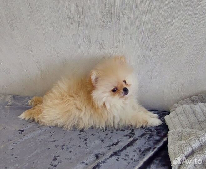 Щенки шпица