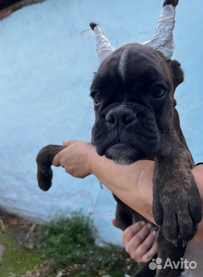 Щенки немецкого боксера