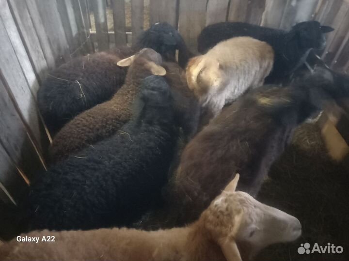 Курдючные бараны овцы