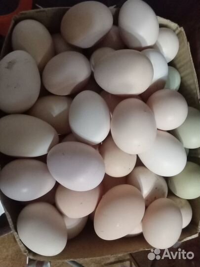 Яйцо деревенское