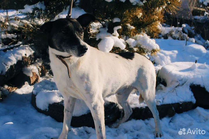 Собаки бесплатно