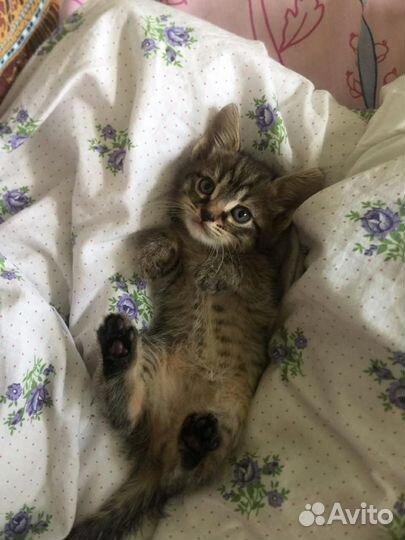 Кошка в дар