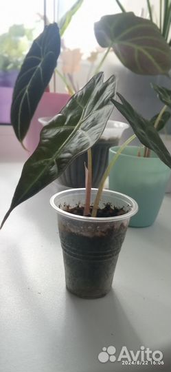 Алоказия кëрли бамбино детка