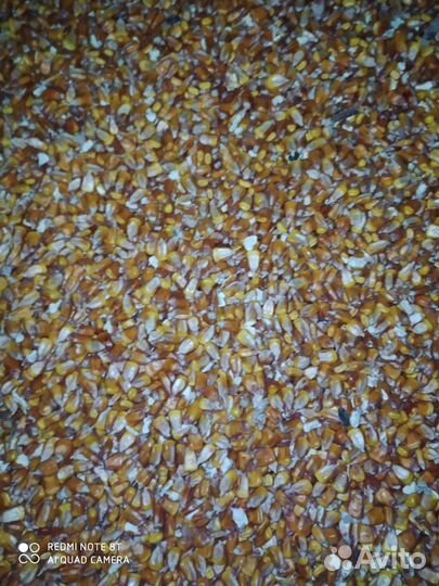 Продам кукурузу