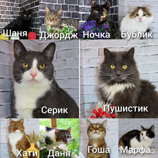 Кошки ищут дом