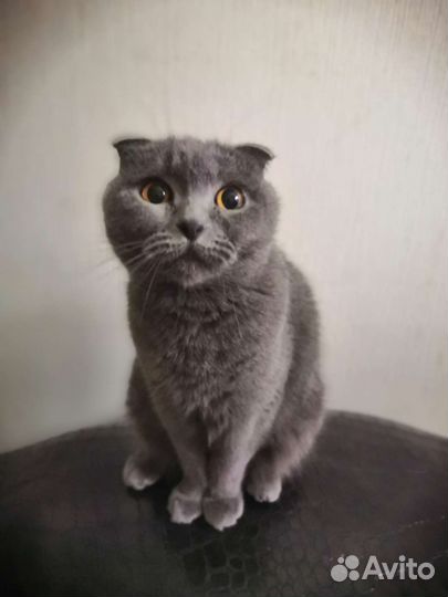 Шотландская вислоухая кошка