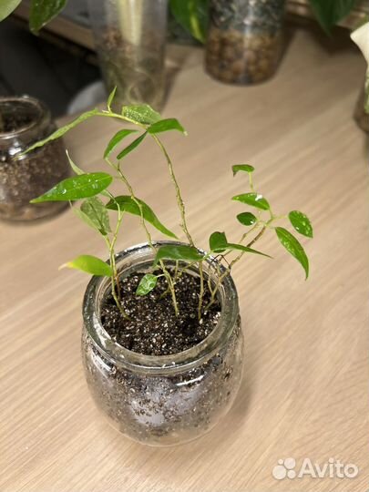 Фикус бенджамина