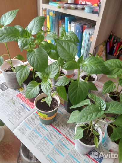 Рассада перца