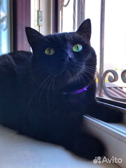 Добрый котик в хорошие руки