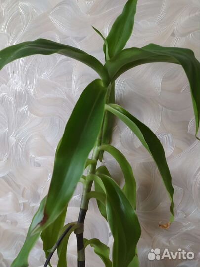 Золотой ус взрослый