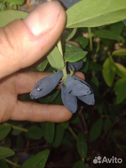 Жимолость канадских сортов