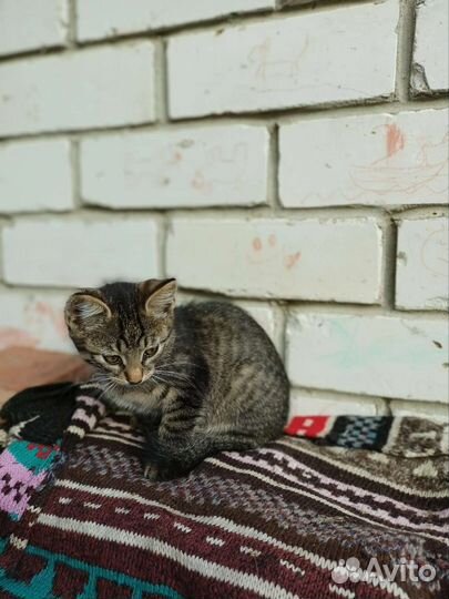 Котик и кошечка
