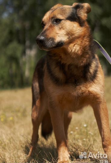 Спасите Тима