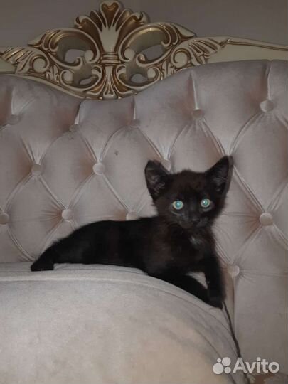 Изящная Сулико 2мес приученная