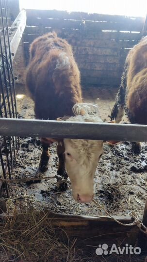 Быки и телки