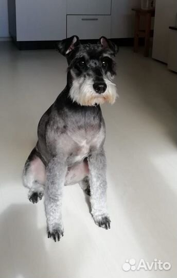 Стрижка котов, кошек и собак (грумер)