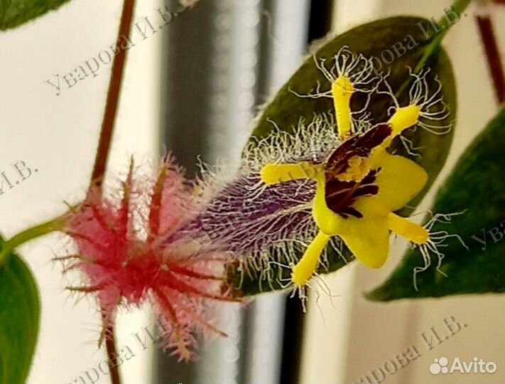 Комнатные цветы