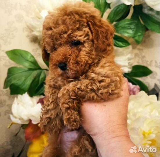 Щенки карликового пуделя 2,5 месяца