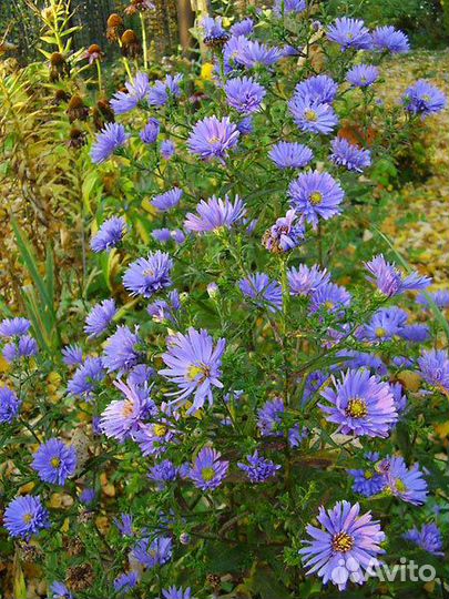 Многолетние астры, красивые георгины