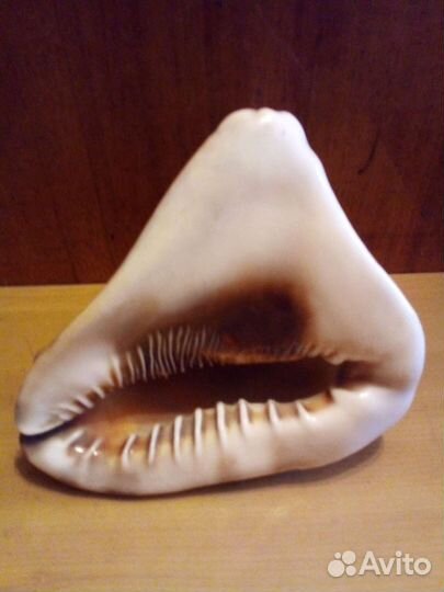 Большая морская раковина