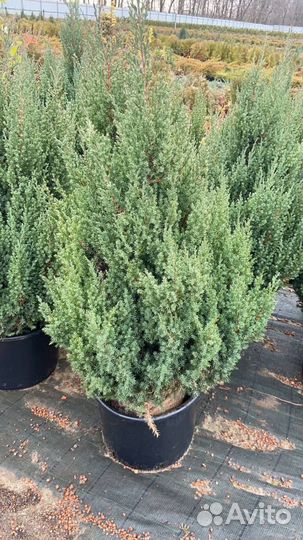 Можжевельник стрикта