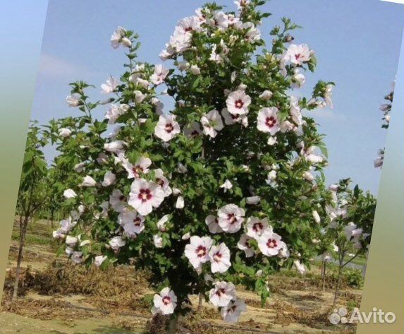 Гибискус травянистый