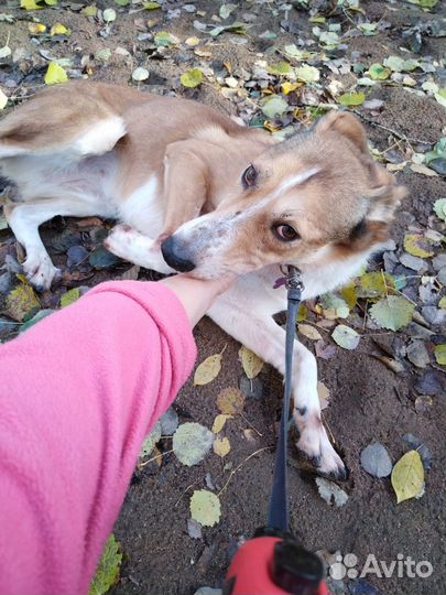 Рыжая собака