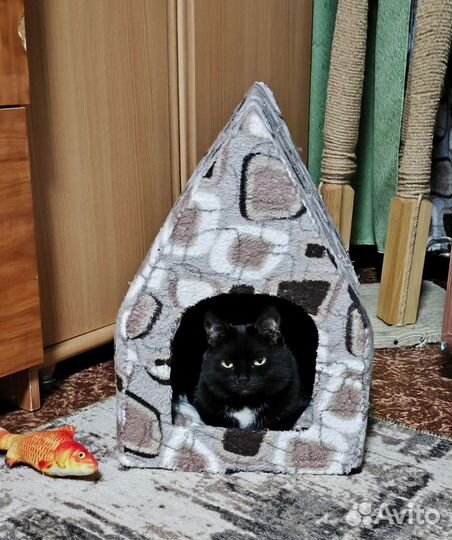 Кошечки в добрые руки