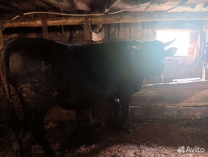 Быки на племя