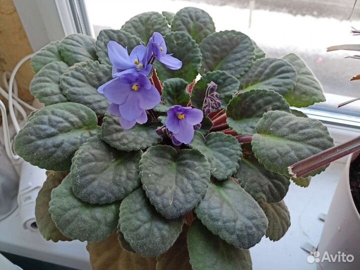 Фиалка синяя листа