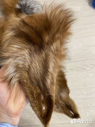 Воротник лиса