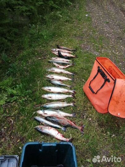 Продам свежую кету