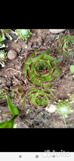 Молодило сортовые детки