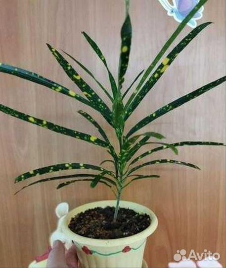 Кротон Брызги шампанского