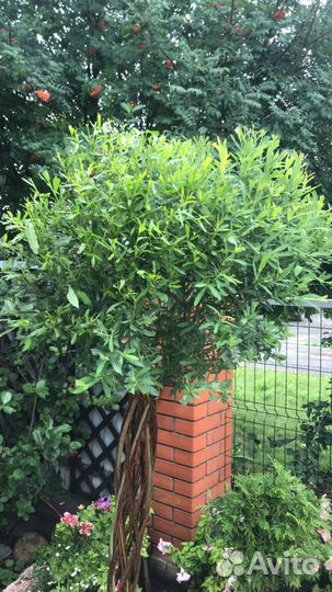 Плетеная пальма из ивы