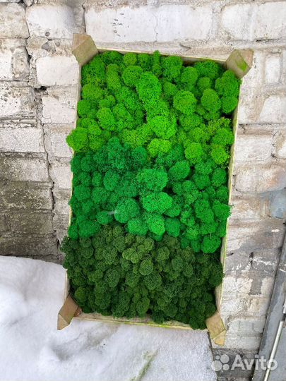 Стабилизированный мох ягель Лесной Зеленый