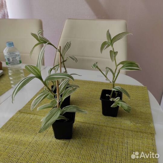 Традесканция белая