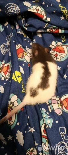 Крыса дамбо бесплатно