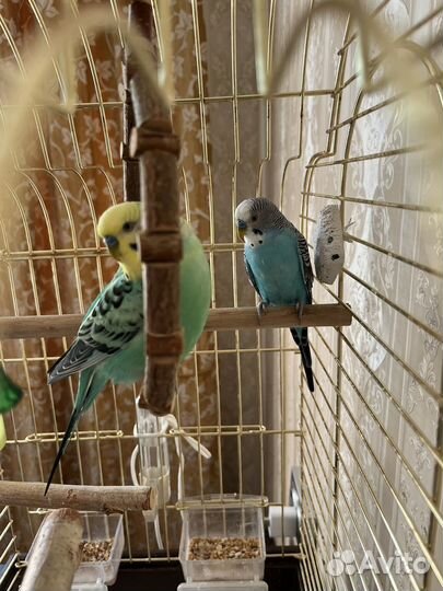 Волнистые попугаи + клетка