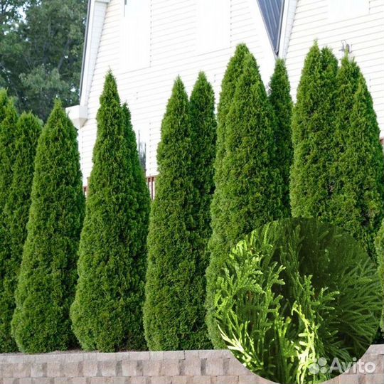 Туи из питомника