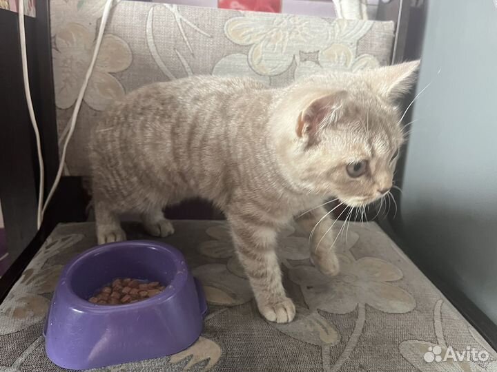 Красивая кошка
