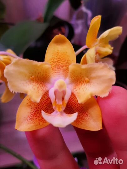 Орхидея фаленопсис бабочка