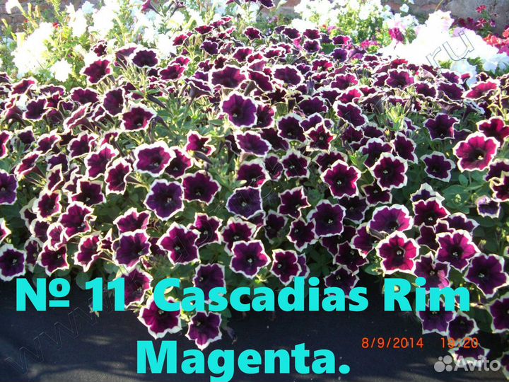 Растения. Петуния