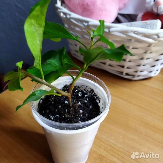 Бугенвиллия