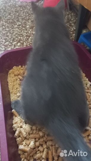 Котенок девочка