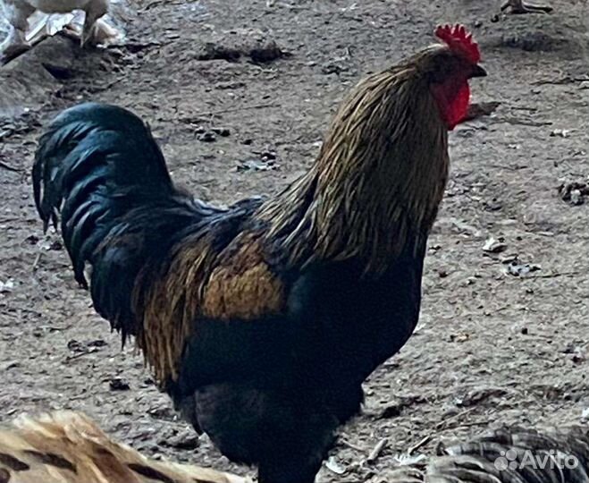 Петухи