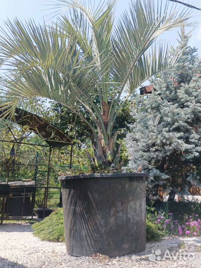 Бутия головчатая или желейная пальма