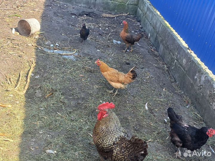 Куры несушки