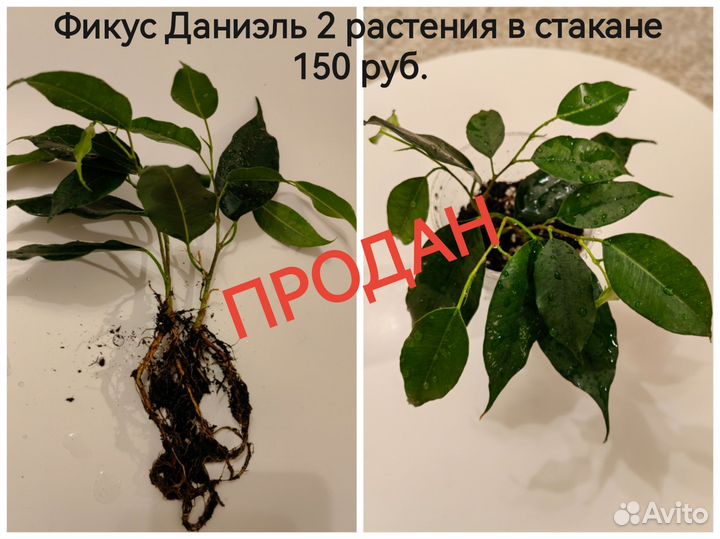 Фикус Наташа, Даниэль, Кинки