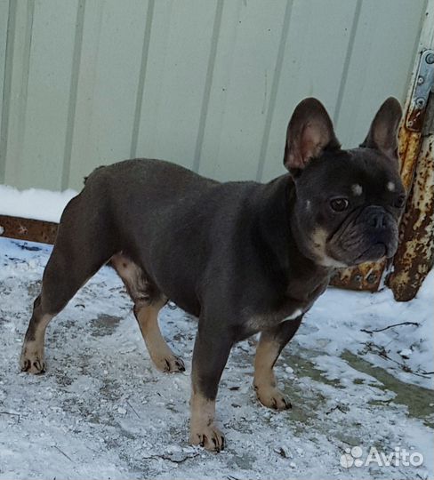 Французский бульдог голубого с подпалом вязка